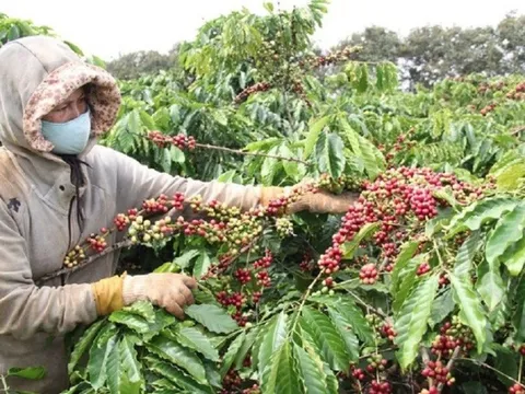 Giá cà phê tăng: Cơ hội vàng cho cà phê Việt phá vỡ kỷ lục xuất khẩu 4 tỷ USD