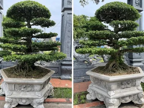 Cận cảnh 'bảo vật' của làng cây cảnh Nam Định, người dân thay nhau chăm sóc, giá nào cũng không bán
