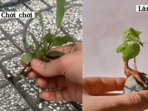 Ngày ngày đi nhặt rêu, nhổ cây dại ven đường, cô gái đem về biến thành những tác phẩm bonsai mini đẹp mắt
