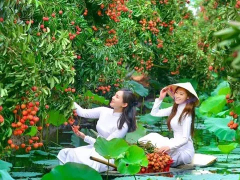 Khám phá "miền Tây thu nhỏ" ở đất vải Hải Dương