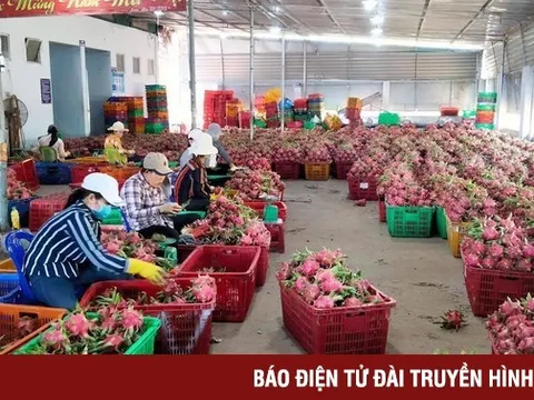 Nông sản Việt đắt khách tại châu Á