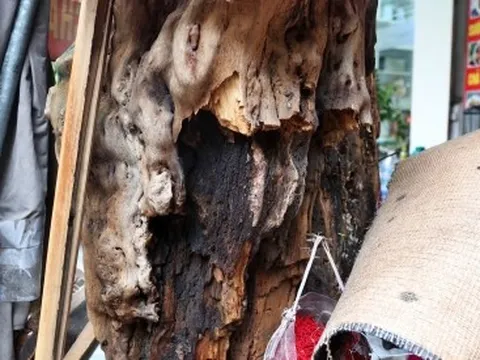 Cây xanh chết hàng loạt trên phố Hà Nội nguy cơ mất an toàn cho người dân