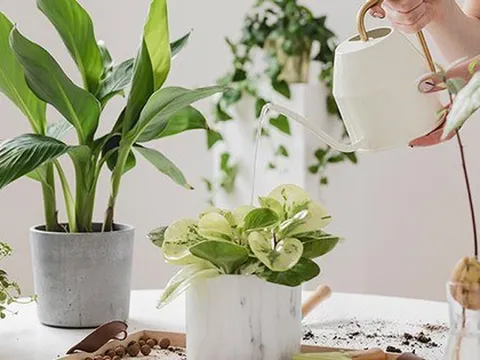 9 ý tưởng trang trí nhà mùa hè giúp hạ nhiệt và làm mới ngôi nhà của bạn