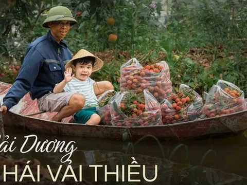 Chỉ với khoảng 500.000 đồng là bạn có thể tham quan vườn vải ở Hải Dương