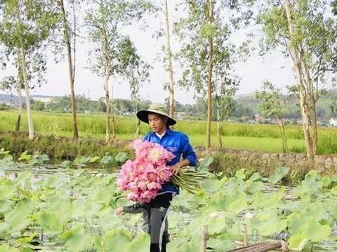 Chàng trai 9x bỏ phố về quê trồng sen, đếm hoa thu tiền
