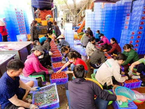 Tìm phần "bù" cho những sản phẩm không đạt chỉ tiêu xuất khẩu cả năm