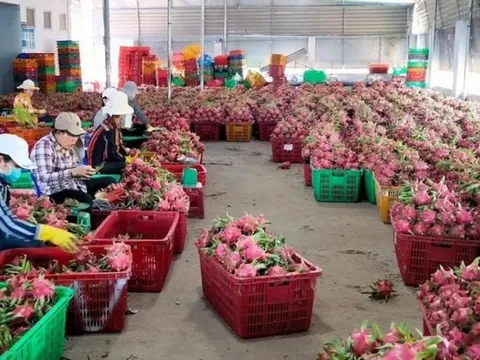 Xuất khẩu rau quả tăng, hướng tới mục tiêu 5 tỷ USD