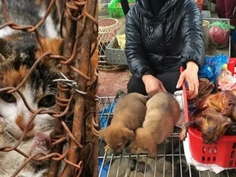 Đề xuất thí điểm xây dựng Hà Nội là 'Thành phố nói không với thịt chó, mèo'