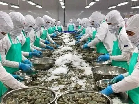 Trúng mùa nhưng người nuôi tôm vẫn gặp khó
