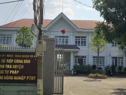 Cách chức Trưởng Phòng Tư pháp vì... ăn trộm cây hoa giấy