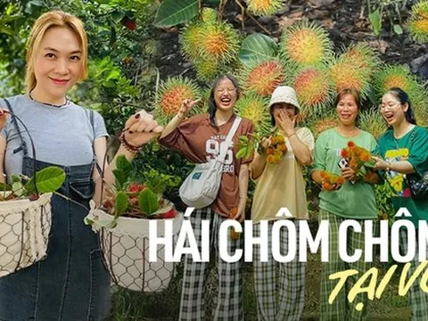 Chôm chôm vào mùa và danh sách các vườn vừa cho vào tham quan kết hợp dã ngoại, vừa được tự tay hái