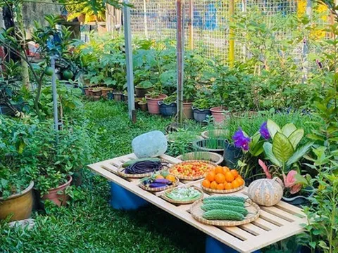 Chi phí tự trồng đắt hơn mua sẵn gấp 5 lần, mẹ Việt vẫn kỳ công chăm sóc vườn rau để thoả ước mơ thưởng thức hương vị quê nhà nơi xứ người