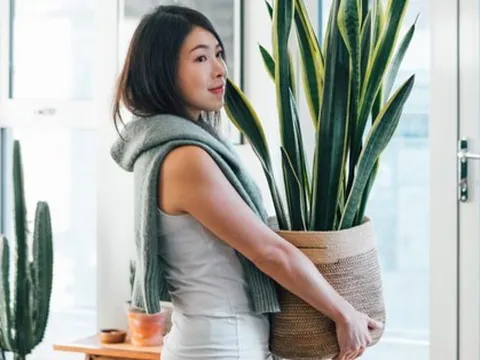 6 ý tưởng giúp khu vườn nhỏ trong nhà bạn luôn là tâm điểm chú ý