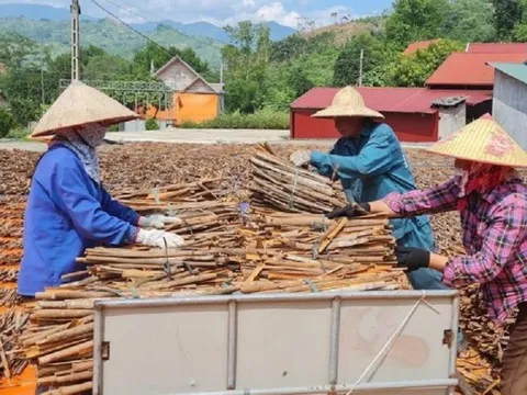 Vỏ quế chiếm lĩnh thị trường nước ngoài, thu về hàng triệu USD
