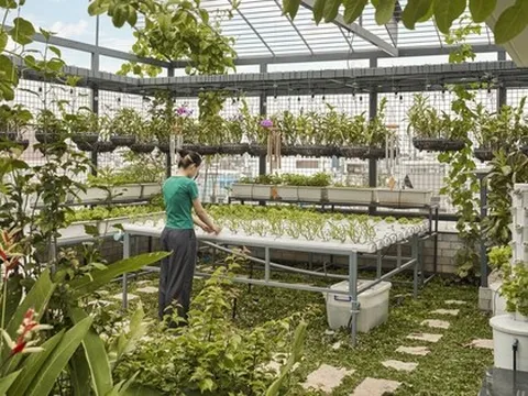Giữa phố thị đông đúc và chật chội, một căn nhà có cả vườn cây và ao cá thu hút mọi ánh nhìn