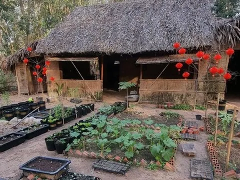 Chàng trai bỏ phố vào rừng, trồng vườn cây đủ màu sắc thu trái trĩu tay