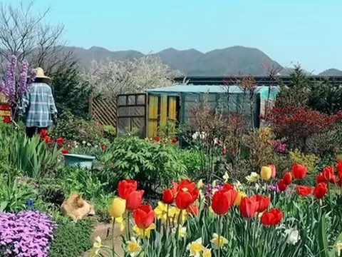 Cặp vợ chồng về quê mua nhà sống giữa thung lũng hoa, từ chối khách đến thăm vì một lý do
