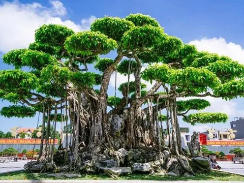 3 cây cảnh đắt nhất Việt Nam, giá thành khiến dân chơi choáng váng