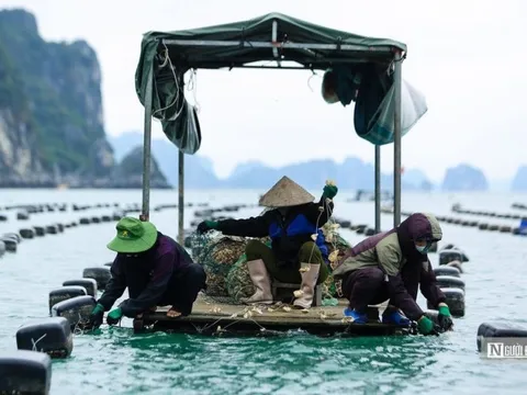 Nghiên cứu đề xuất giảm mức đóng bảo hiểm thất nghiệp xuống còn 0,5%