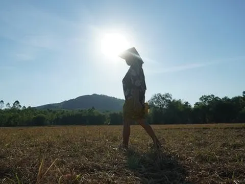Nắng nóng khốc liệt, hàng trăm ha cây cối chết khô tại Hà Tĩnh