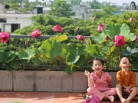 Người phụ nữ Hà Nội biến sân thượng thành vườn sen đẹp như mơ