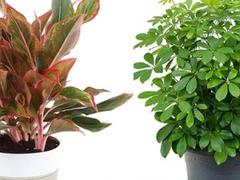 10 cây cảnh hợp mệnh Hỏa thường được đặt trong nhà để hút tài lộc