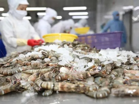 Đâu là thị trường kỳ vọng cho xuất khẩu tôm các tháng cuối năm?