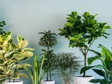Top 10 cây phong thủy hợp với gia chủ mệnh Mộc