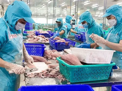 Giá trị xuất khẩu sụt giảm, ngành cá tra vẫn có tín hiệu tốt