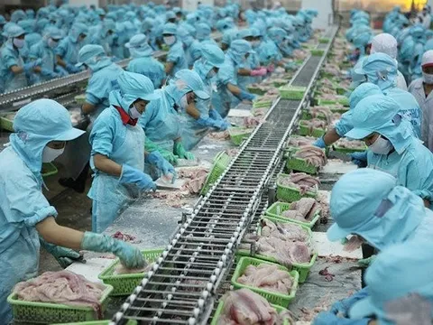 Gam màu xám trong bức tranh kinh doanh của Thủy sản Bến Tre