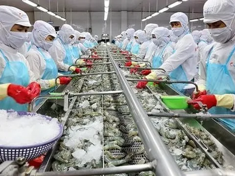 Thị trường "ấm" dần, xuất khẩu tôm nửa cuối năm 2023 sẽ khả quan hơn
