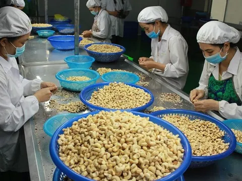 Bộ Công Thương vào cuộc vụ nghi lừa đảo xuất khẩu điều sang Dubai