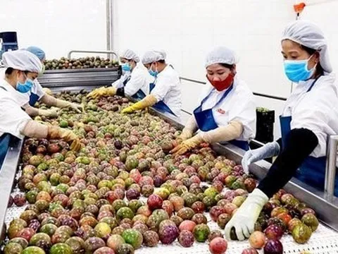 Lợi thế "mở" của chanh dây xuất khẩu chính ngạch sang Australia