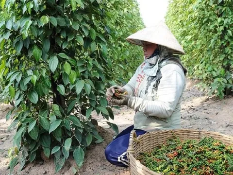 Việt Nam có loại hạt ví như "vàng đen" Trung Quốc và Mỹ mua lượng lớn