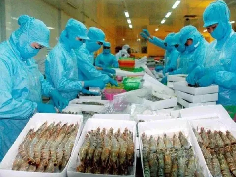 Nhiều tiềm năng cho ngành tôm tăng trưởng