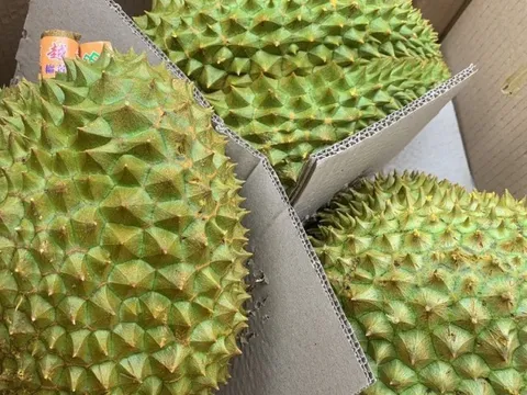 Trái sầu riêng Việt đứng trước nhiều cơ hội và thách thức