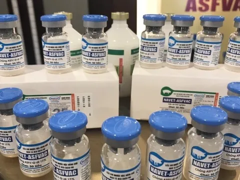 Hơn 650.000 liều vaccine dịch tả lợi châu Phi đạt chất lượng 100%