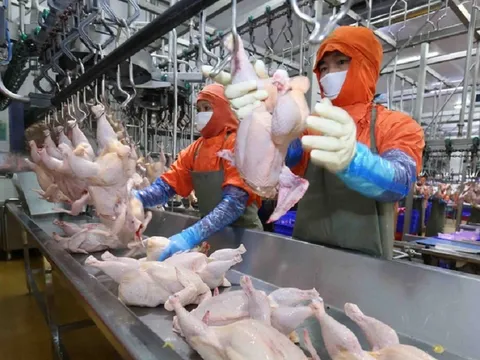 Tăng cường giải pháp để xuất khẩu thịt gà chế biến sang thị trường trọng điểm