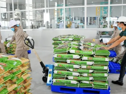 Nợ ngân hàng tăng mạnh, Vinaseed kinh doanh ra sao trong quý II/2023?