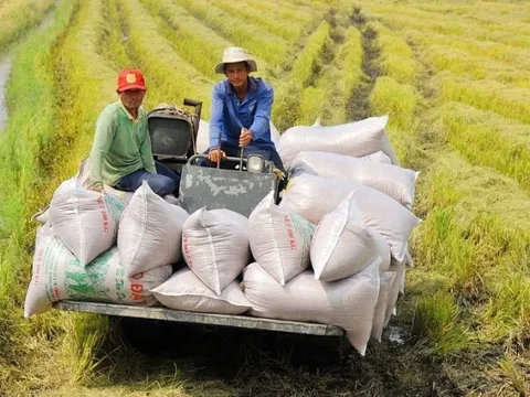 Xuất khẩu gạo tăng 28%, trở thành điểm sáng trong "bức tranh" xuất khẩu