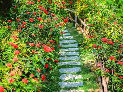 Mê đắm vườn mẫu đơn đỏ rực giữa lưng chừng đồi, chụp ảnh như tiên cảnh ở ngoại thành Hà Nội
