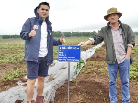 HAGL: 1.000ha trồng sầu riêng sẽ mang lại doanh thu đáng kể