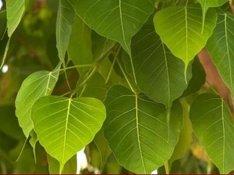 Có nên trồng cây bồ đề trước nhà?