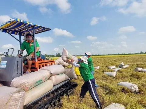 Bộ NN&PTNT trình Thủ tướng về việc xuất khẩu gạo