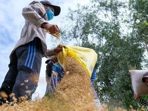 Thêm Nga và UAE cấm xuất khẩu gạo, 3 tỷ người trên thế giới lo lắng