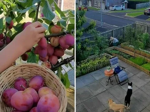 Ngắm vườn rau diếp, bí ngòi ở miền quê nước Anh được hàng chục nghìn người "hâm mộ"