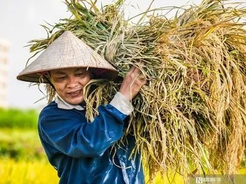 Vượt qua tình trạng manh mún để thoát “lời nguyền” được mùa mất giá