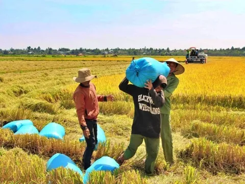Giá gạo tăng: Linh hoạt đảm bảo xuất khẩu và tiêu dùng trong nước