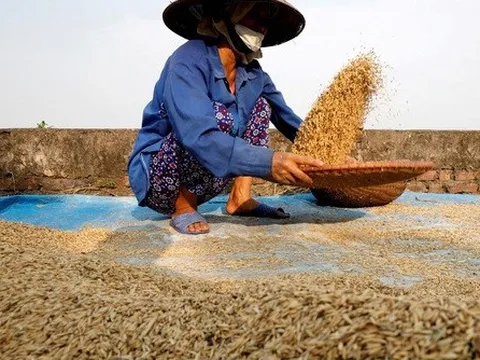 Bài toán an ninh lương thực khi giá gạo xuất khẩu cao kỷ lục?
