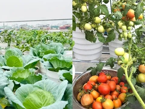 Cận cảnh khu vườn sân thượng rộng 44m2 có đủ loại cây trái, chủ nhân tiết lộ thứ tốn nhất khi trồng trọt